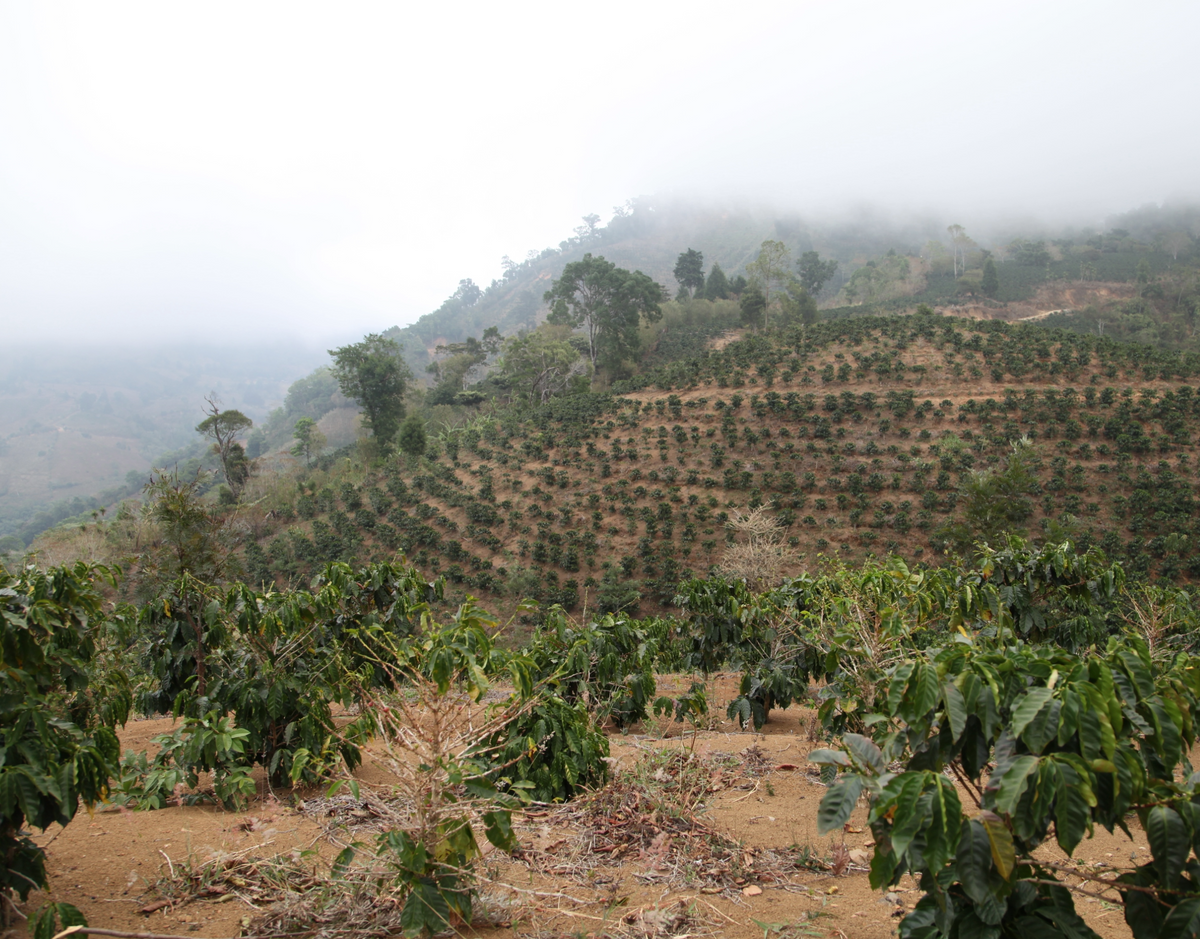 Café Costa Rica - 100% Arabica - Le verre de trop
