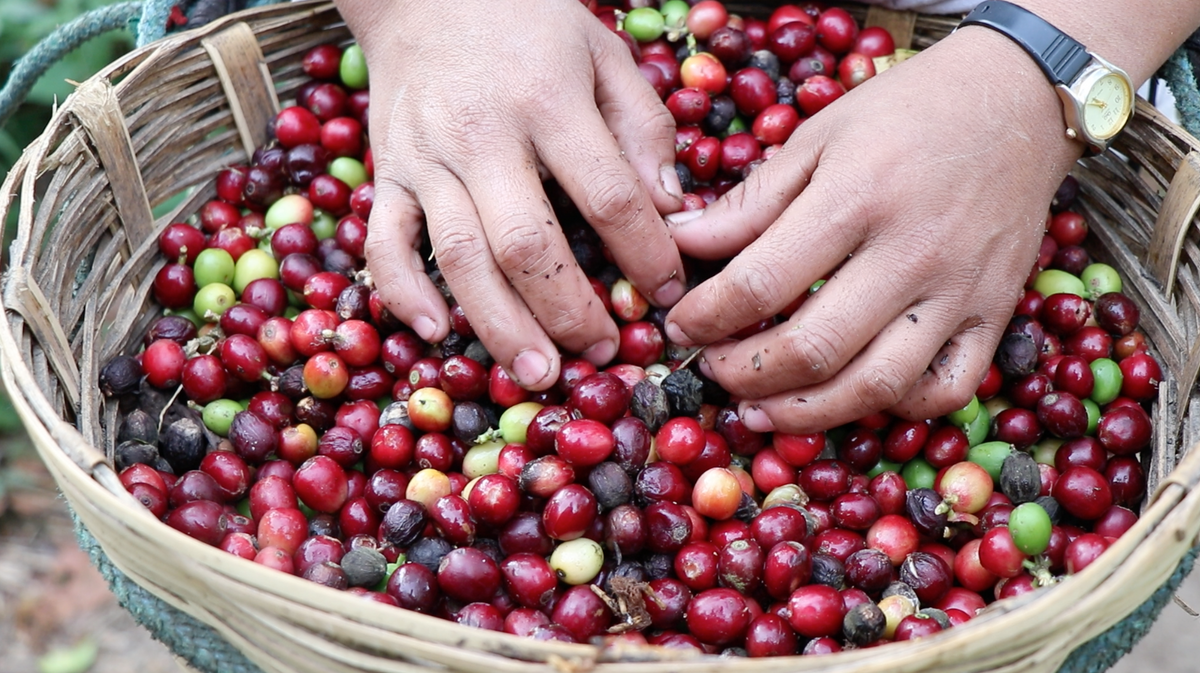 Café Décaféiné - 100% Arabica - Le verre de trop