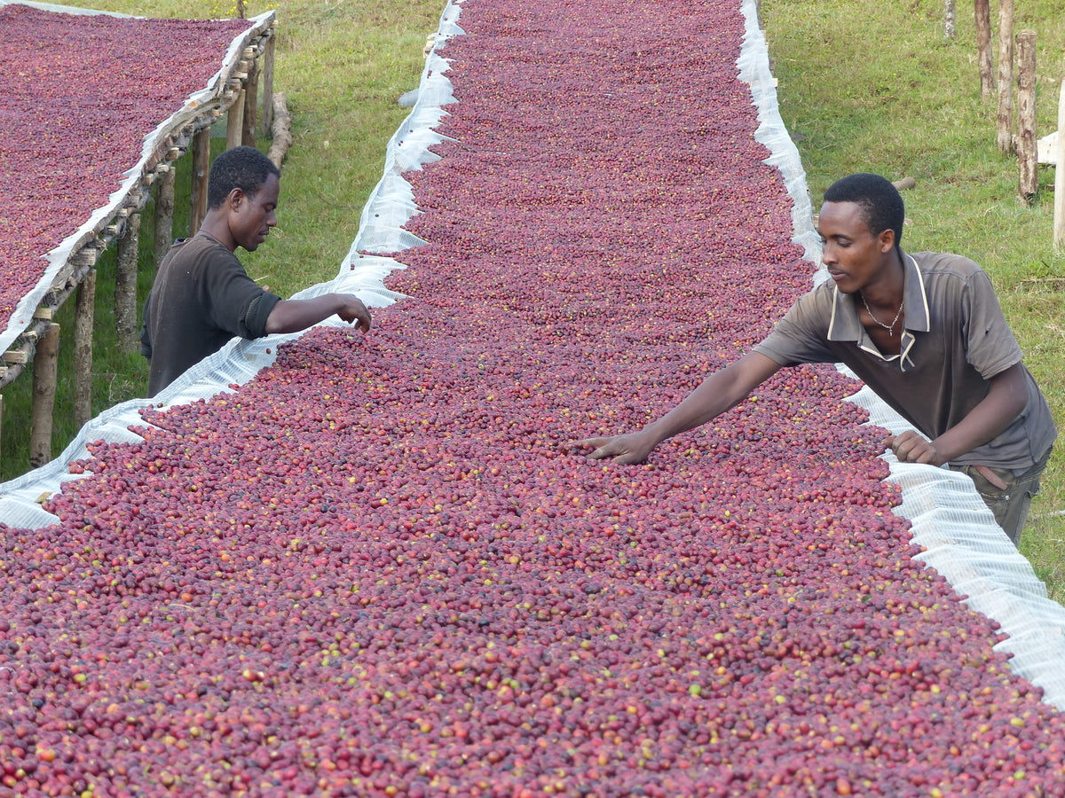 Café Ethiopie - 100% Arabica - Le verre de trop